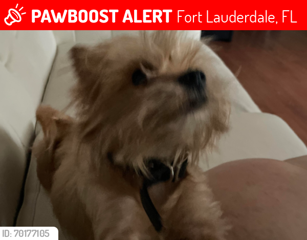 Lost Male Dog last seen Near nw 20 street, Fort Lauderdale, FL 33311