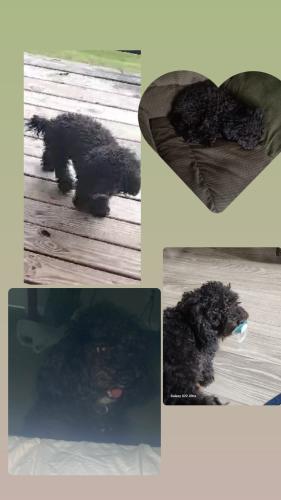 Lost Female Dog last seen Near Harding place , Nashville, TN 37211