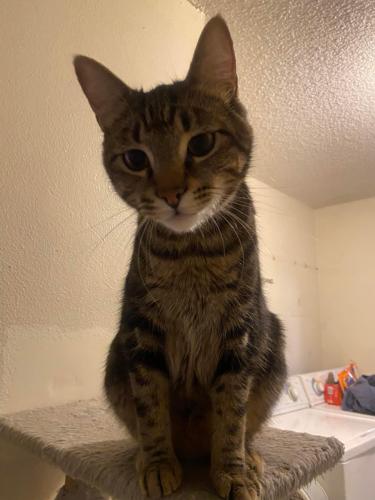 Lost Male Cat last seen Union Ave and Gove St, Steilacoom, WA 98388