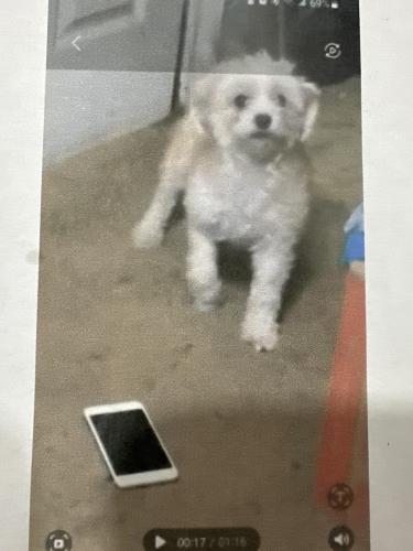 Lost Female Dog last seen Hemphill st 76110, Fort Worth, TX 76110