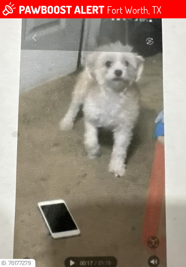 Lost Female Dog last seen Hemphill st 76110, Fort Worth, TX 76110