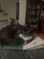 Lost Female Cat last seen Near St & 61A Avenue Surrey BC, Surrey, BC V3S 8C7
