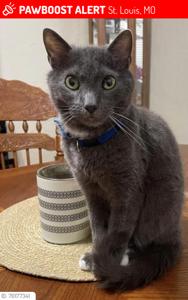 Lost Male Cat last seen North & South and Page ave., St. Louis, MO 63114