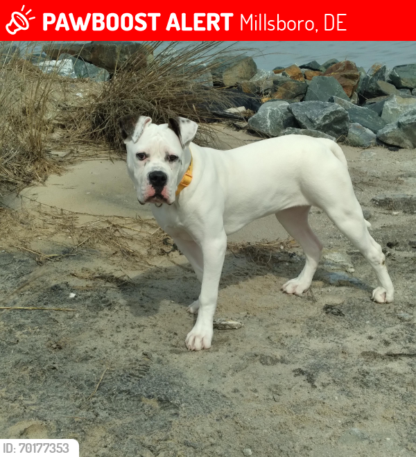 Lost Female Dog last seen Rt 30, Millsboro, DE 19966