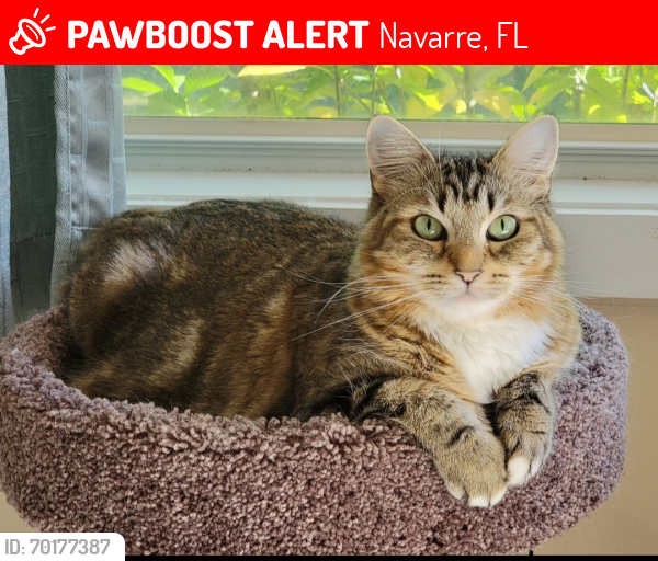 Lost Female Cat last seen Valley Place, Navarre FL , Navarre, FL 32566