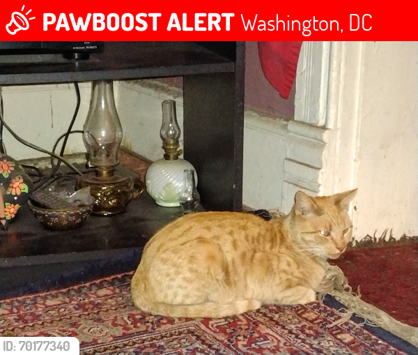 Lost Female Cat last seen P st NW (Kennedy Recreational Center & Park at 6th And P St nw in Shaw, Washington, DC 20001
