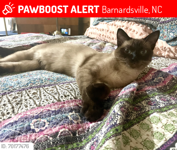 Lost Male Cat last seen Haw Branch Road, Barnardsville, NC (Near Jessica Lane), Barnardsville, NC 28709