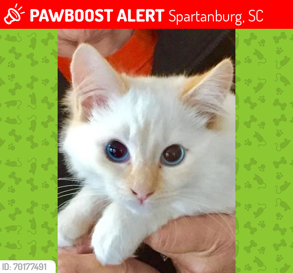 Lost Male Cat last seen Near Medowinds drive/ 295 union st, Spartanburg, SC 29306