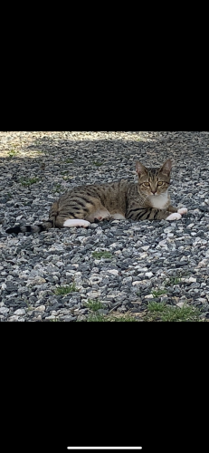 Lost Male Cat last seen Dollar general , Leicester, NC 28748