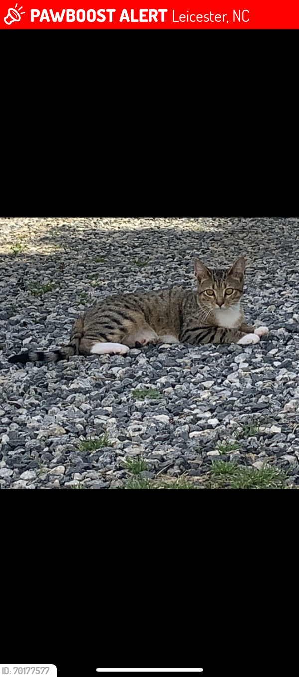 Lost Male Cat last seen Dollar general , Leicester, NC 28748