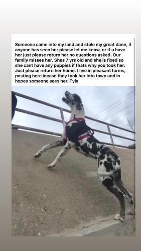 Lost Female Dog last seen Odessa, Ector County, TX 79766