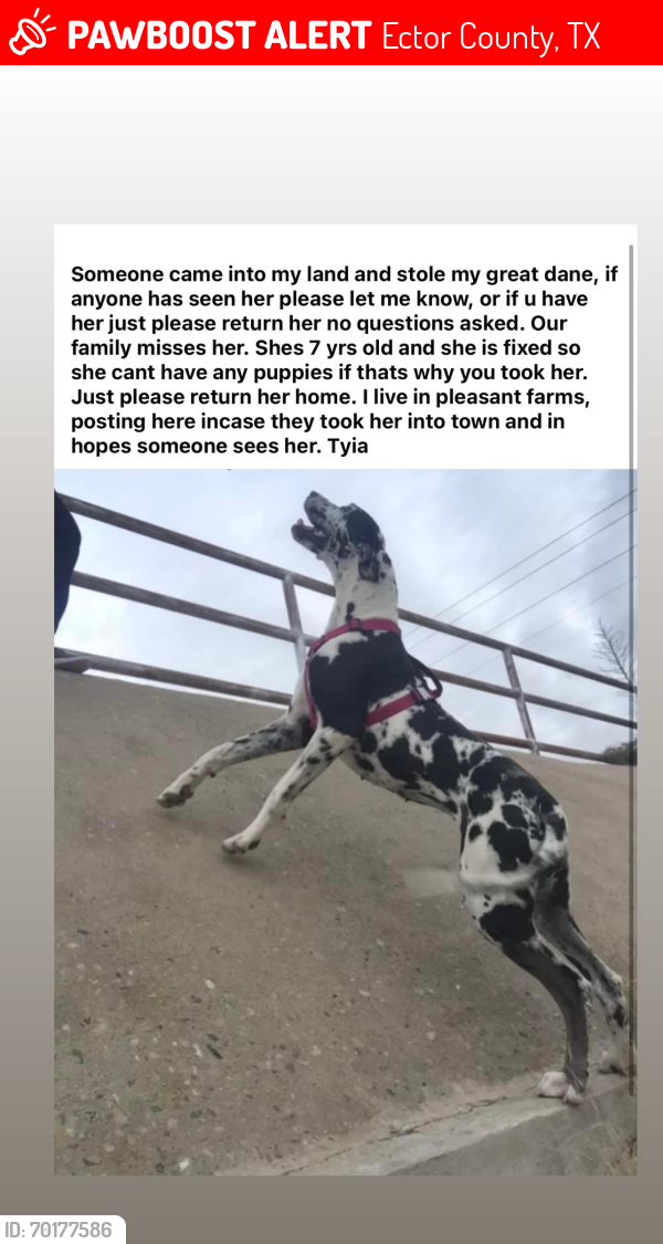 Lost Female Dog last seen Odessa, Ector County, TX 79766