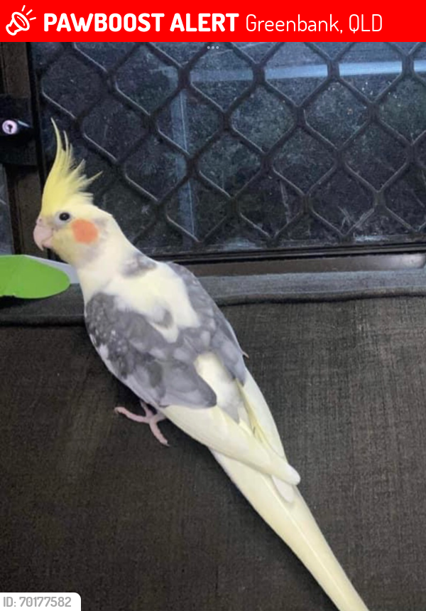 Lost Male Bird last seen Begley Road and Backwater Road, Greenbank, Greenbank, QLD 4124