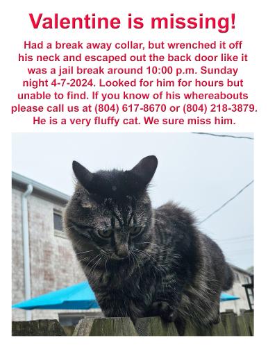 Lost Male Cat last seen Kent Road/Georgetown apmts, Richmond, VA 23221