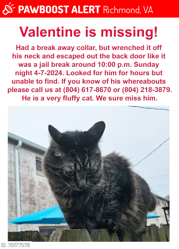 Lost Male Cat last seen Kent Road/Georgetown apmts, Richmond, VA 23221