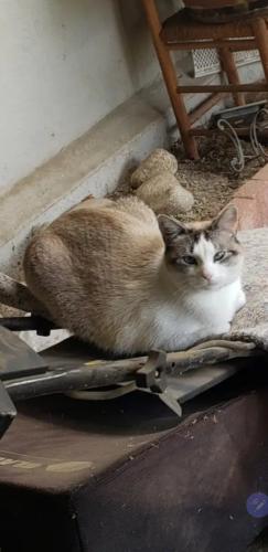 Lost Male Cat last seen Arliss, Minona, Grand Terrace, CA 92313