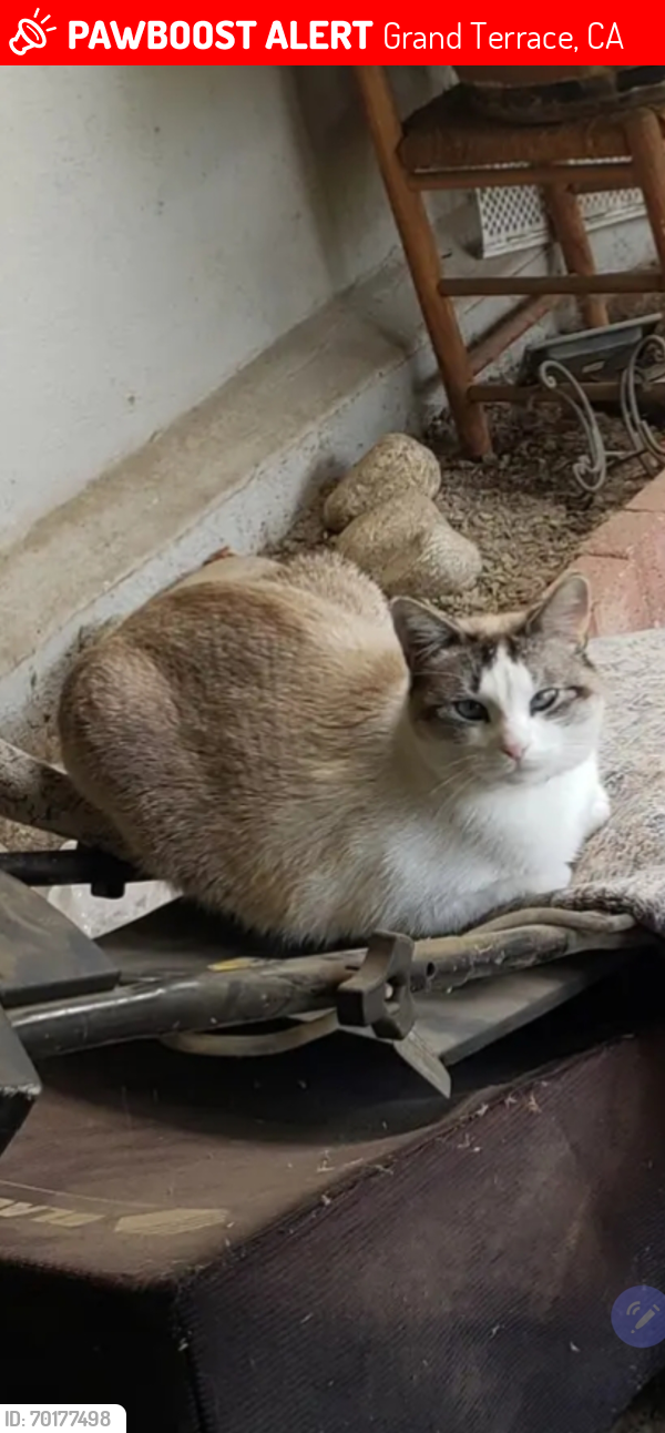Lost Male Cat last seen Arliss, Minona, Grand Terrace, CA 92313