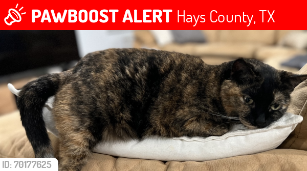 Lost Female Cat last seen Yarrington Rd, Hays County, TX 78656
