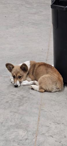 Lost Female Dog last seen 61st and Hoover, Wichita, KS 67204