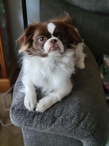 Lost Male Dog last seen Andrew's Air Force Base, Joint Base Andrews, MD 20762