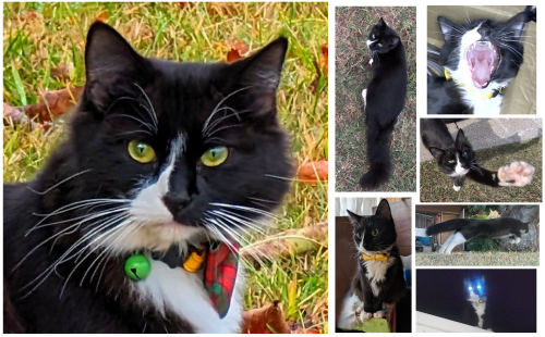 Lost Female Cat last seen W Polk Way & Harrisburg Pl, Stockton, CA 95207