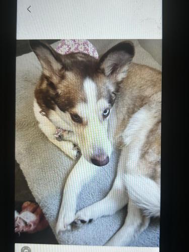 Lost Female Dog last seen Truman and Howard st, Hammond, IN 46320