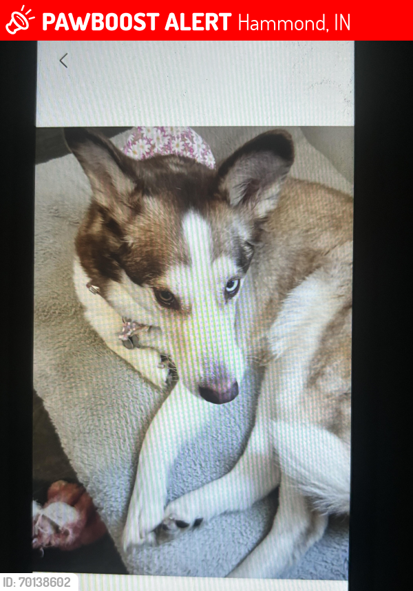 Lost Female Dog last seen Truman and Howard st, Hammond, IN 46320