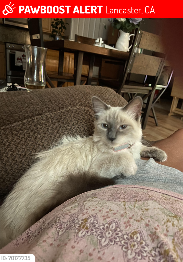 Lost Female Cat last seen Ave J and 27th, Lancaster, CA 93536