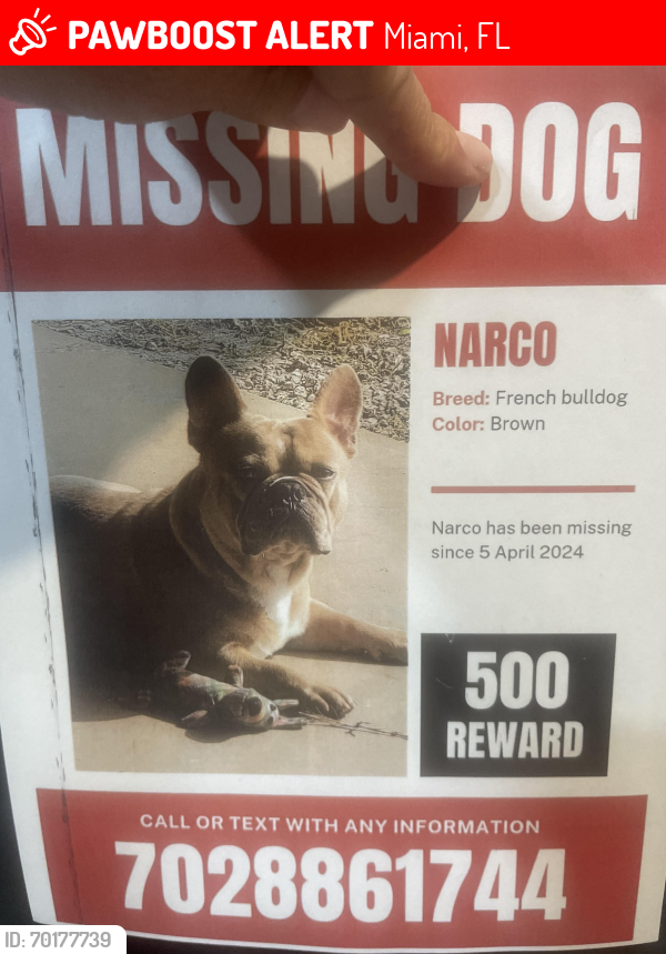 Lost Male Dog last seen Near sw 41st, Miami, FL 33165