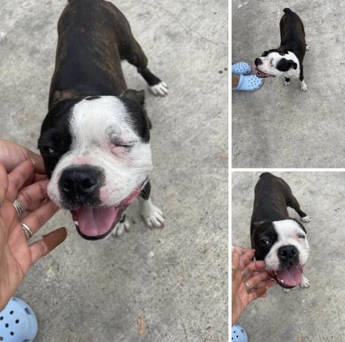 Found/Stray Male Dog last seen  Pace HS area , Brownsville, TX 78520