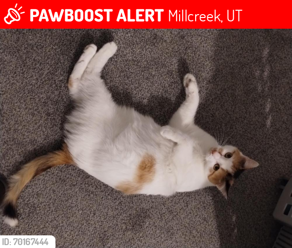 Lost Female Cat last seen Near s 500 e  millcreek, Millcreek, UT 84107