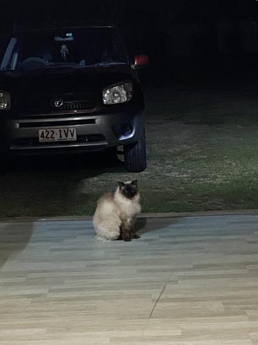 Lost Male Cat last seen Bishop rd , Beachmere, QLD 4510
