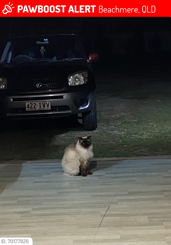 Lost Male Cat last seen Bishop rd , Beachmere, QLD 4510