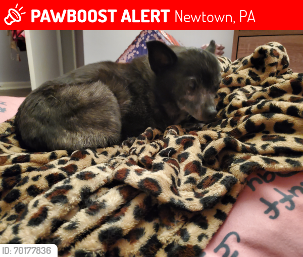 Lost Female Dog last seen Leedom way and mill pond road, Newtown, PA 18940