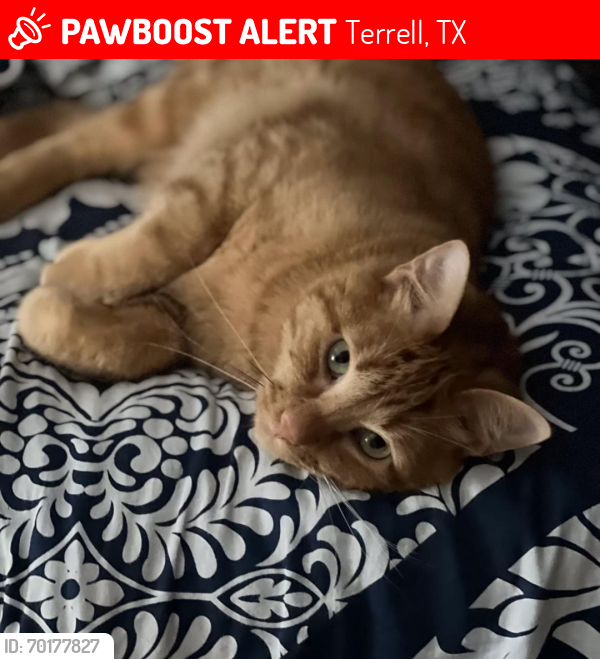 Lost Male Cat last seen Terrell, Terrell, TX 75161
