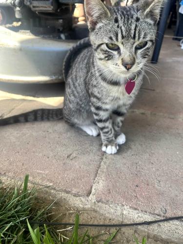 Lost Male Cat last seen Chaparral St, Salinas, CA 93906