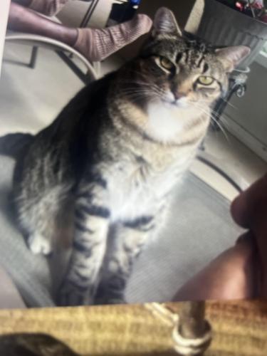 Lost Male Cat last seen Sunbow Ave, Apopka, FL 32703