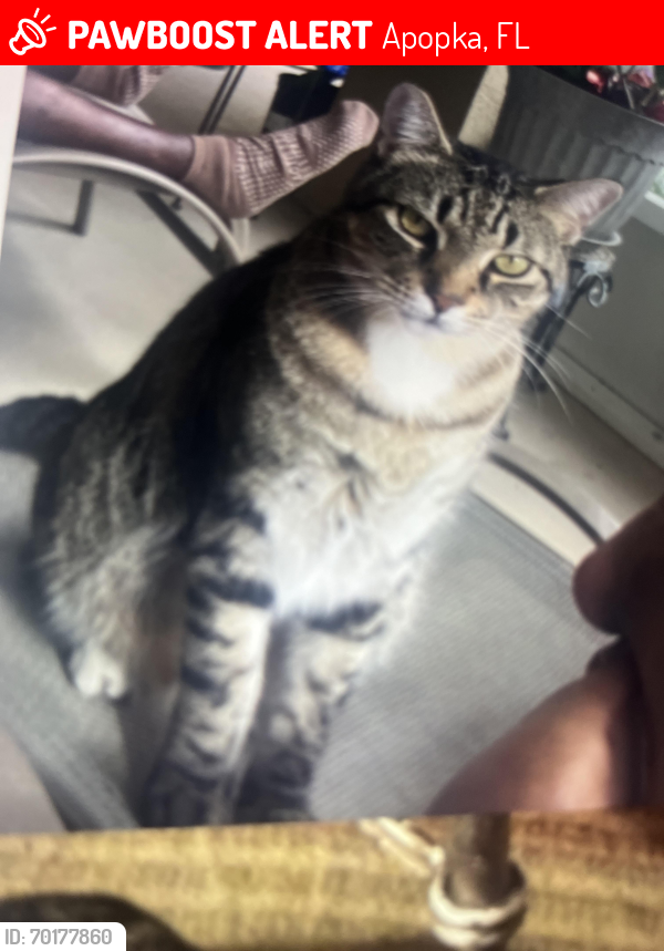 Lost Male Cat last seen Sunbow Ave, Apopka, FL 32703