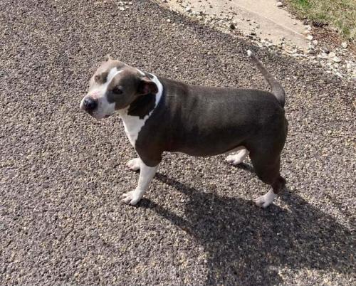 Lost Female Dog last seen Old Groveton Rd and Hwy 190, Onalaska, TX 77360