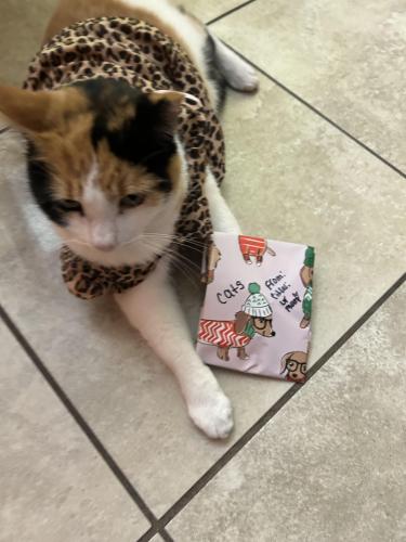 Lost Female Cat last seen san remo st and laura st, Clearwater, FL 33755