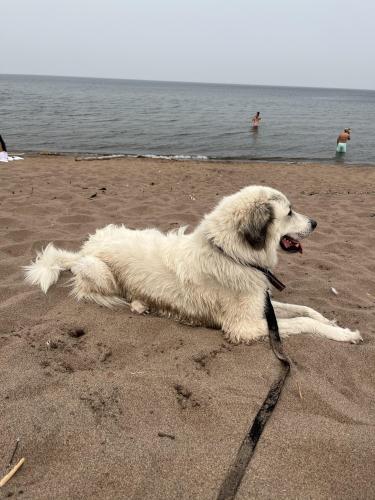 Lost Female Dog last seen E 8th st Duluth mn, Duluth, MN 55812