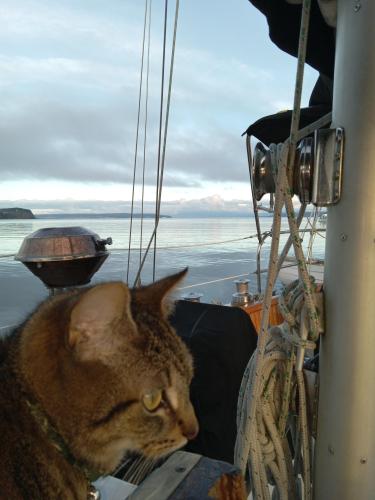 Lost Female Cat last seen Fidalgo Bay Resort campground , Anacortes, WA 98221
