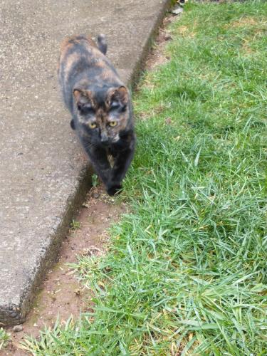 Lost Female Cat last seen NE 68th street and 28th Ave., Vancouver, WA 98665