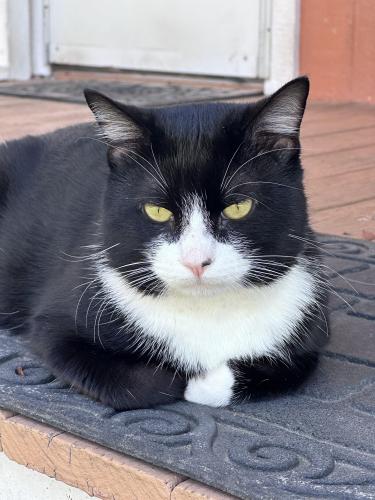 Lost Male Cat last seen Airport Rd , La Grange, TX 78945