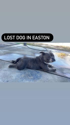Lost Male Dog last seen Elm and Lincoln , Easton, CA 93706
