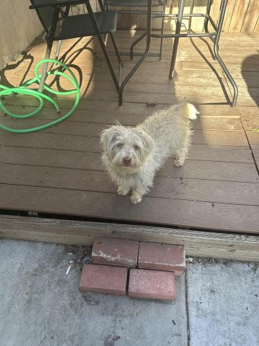 Lost Male Dog last seen Mayberry San Jacinto , Hemet, CA 92544