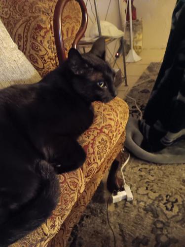 Lost Male Cat last seen Snyder and 2nd, Alvin, TX 77511