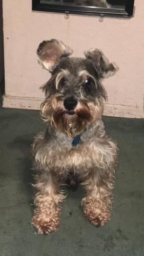 Lost Male Dog last seen Cottage drive , Brownsville, TX 78521