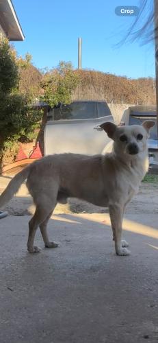 Lost Male Dog last seen Barbara Bush Elementary, Grand Prairie, TX 75052