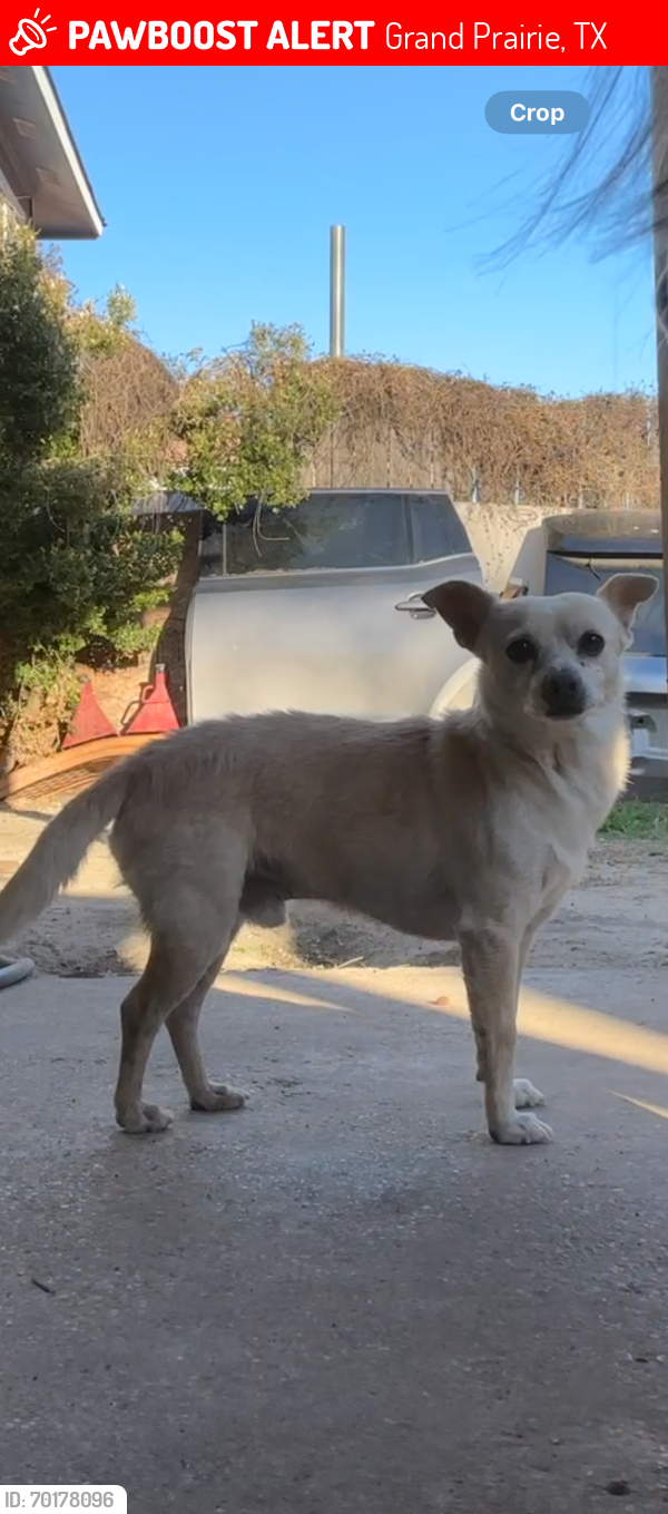Lost Male Dog last seen Barbara Bush Elementary, Grand Prairie, TX 75052